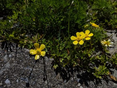 Ranunculus formosa-montanus, photographed by Cheng-Te Hsu