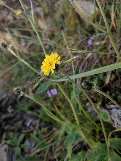 Hieracium morii, photographed by Cheng-Te Hsu