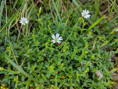 Cerastium morrisonense, photographed by Cheng-Te Hsu