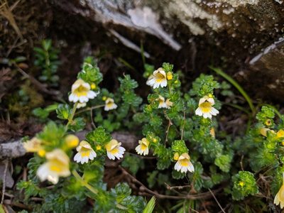 Euphrasia transmorrisonensis, photographed by Cheng-Te Hsu