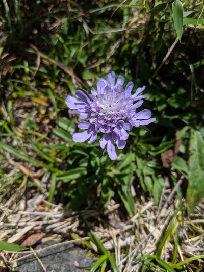Scabiosa lacerifolia, photographed by Cheng-Te Hsu