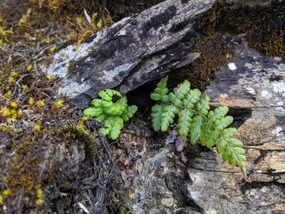 Dryopteris serratodentata, photographed by Cheng-Te Hsu