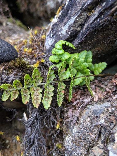 Dryopteris serratodentata, photographed by Cheng-Te Hsu