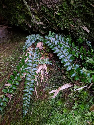 Polystichum levingei, photographed by Cheng-Te Hsu