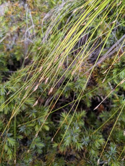 Trichophorum subcapitatum, photographed by Cheng-Te Hsu