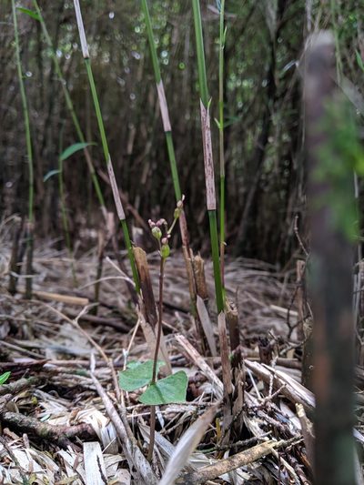 Neottia japonica, photographed by Cheng-Te Hsu