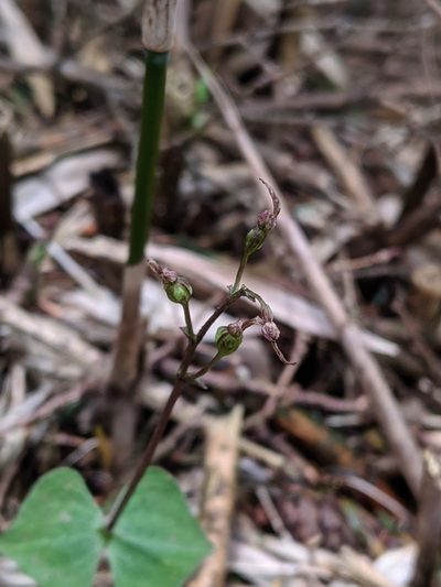 Neottia japonica, photographed by Cheng-Te Hsu
