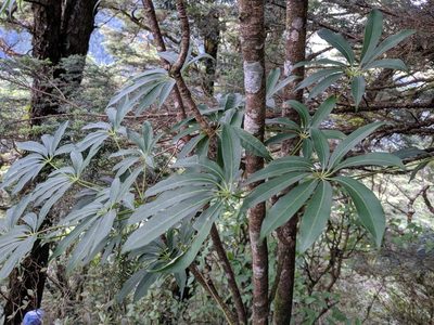 Heptapleurum taiwanianum, photographed by Cheng-Te Hsu