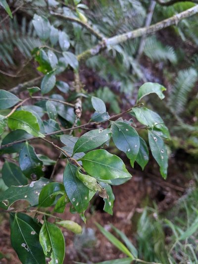 Symplocos anomala, photographed by Cheng-Te Hsu