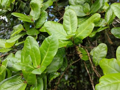 Quercus spinosa, photographed by Cheng-Te Hsu