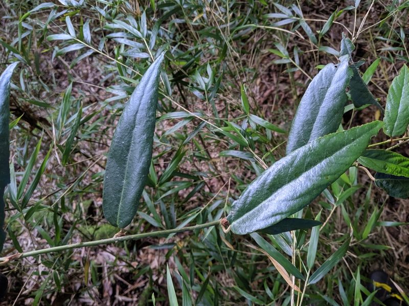 Rubus liui, photographed by Cheng-Te Hsu