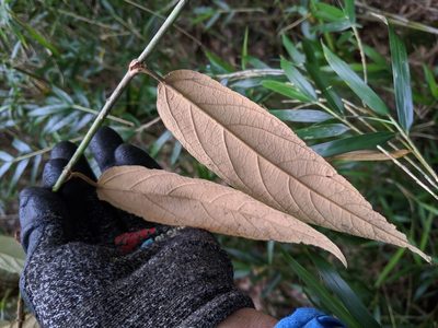Rubus liui, photographed by Cheng-Te Hsu