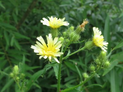 Picris japonica, photographed by Repina Tatyana