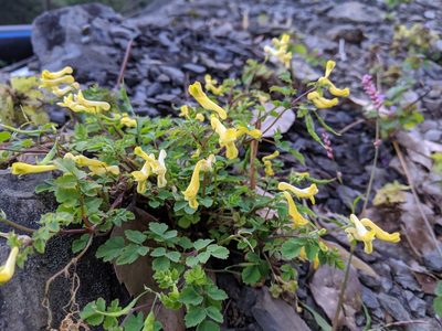 Corydalis balansae, photographed by Cheng-Te Hsu