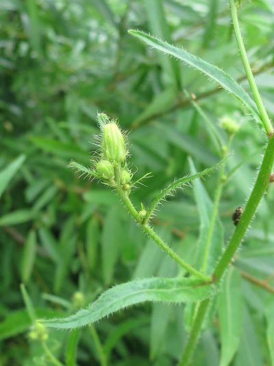 Picris japonica, photographed by Repina Tatyana