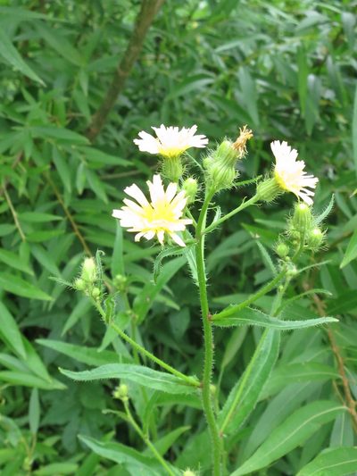 Picris japonica, photographed by Repina Tatyana