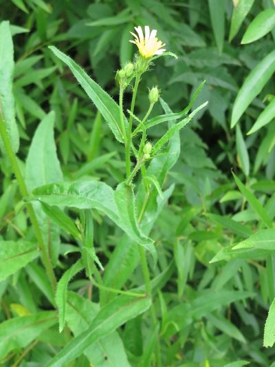 Picris japonica, photographed by Repina Tatyana