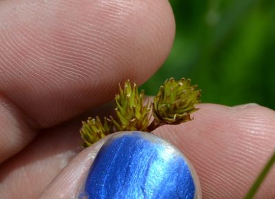 Carex bicknellii, photographed by Evan Barker