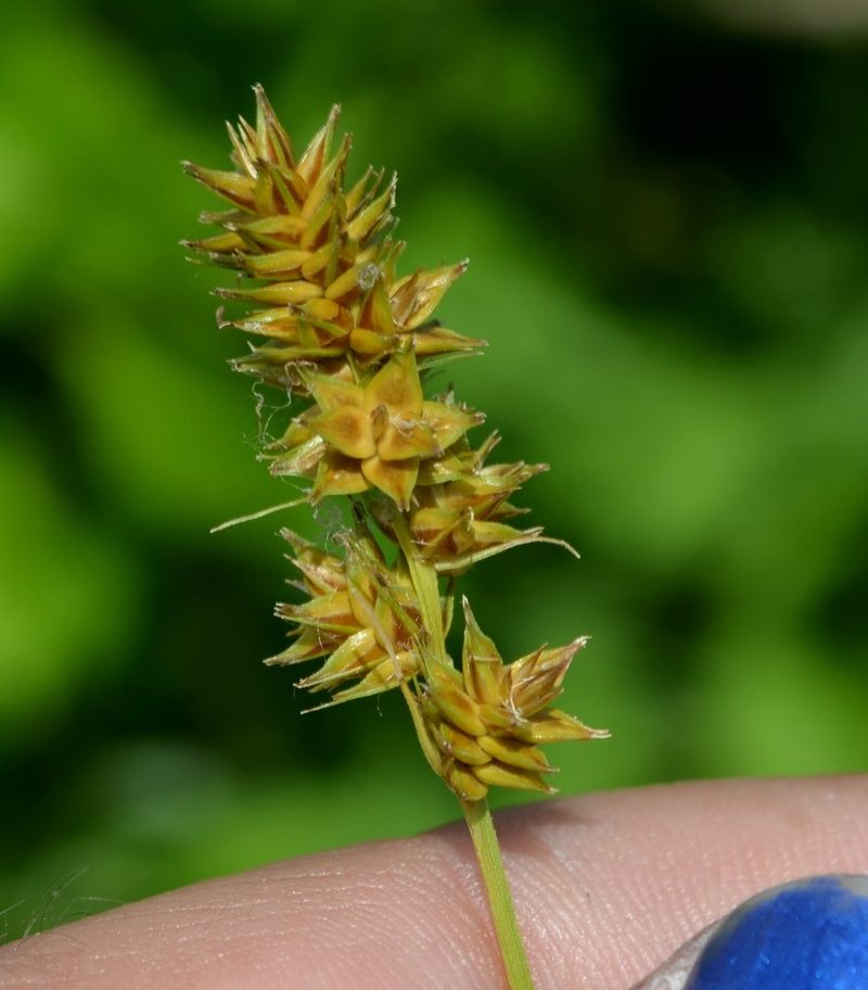 Carex gravida, photographed by Evan Barker