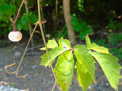 Ampelopsis denudata, photographed by Francisco Farriols Sarabia