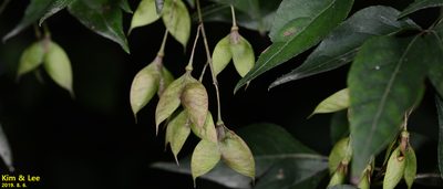 Staphylea bumalda, photographed by Kim, Hyun-tae