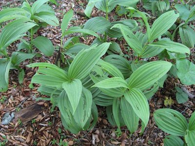 Veratrum oxysepalum, photographed by Yoshihiro Tokue