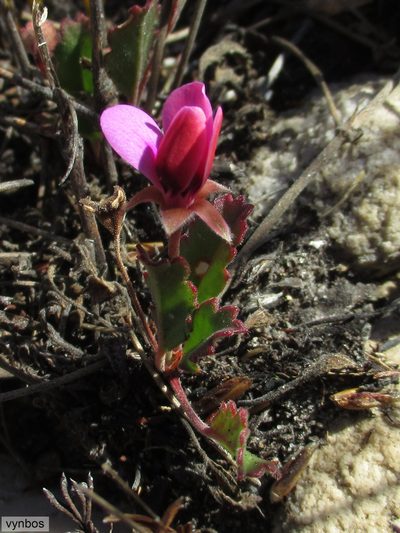 Pelargonium capillare, photographed by Chris Vynbos