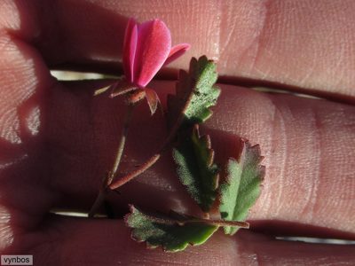 Pelargonium capillare, photographed by Chris Vynbos