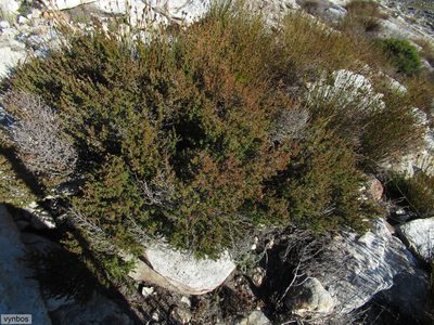 Cliffortia pungens, photographed by Chris Vynbos