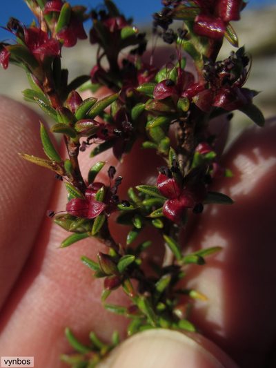 Cliffortia pungens, photographed by Chris Vynbos