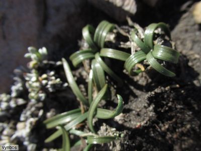 Rhadamanthus convallarioides, photographed by Chris Vynbos