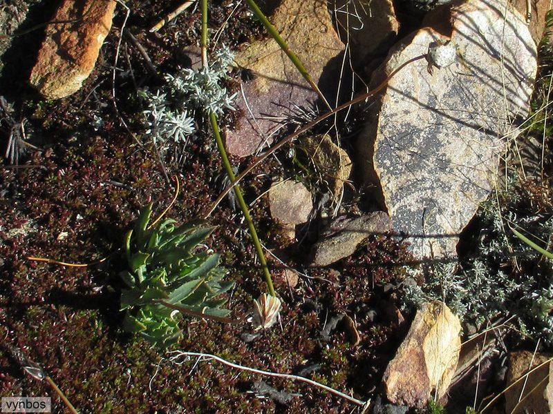 Phaneroglossa bolusii, photographed by Chris Vynbos