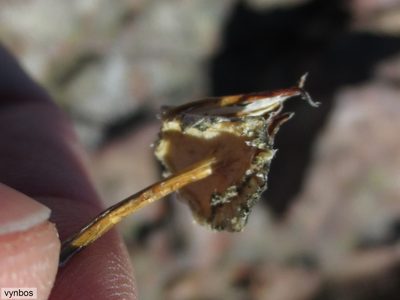 Phaneroglossa bolusii, photographed by Chris Vynbos