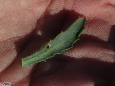 Phaneroglossa bolusii, photographed by Chris Vynbos