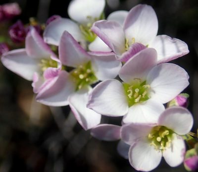 Heliophila glauca, photographed by Di Turner