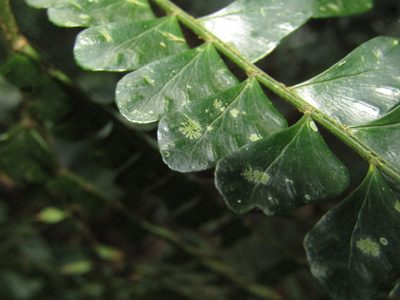 Didymochlaena pulcherrima, photographed by Ezequiel Vera
