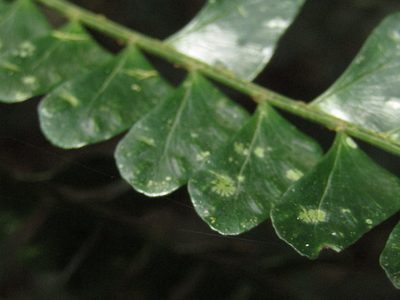 Didymochlaena pulcherrima, photographed by Ezequiel Vera