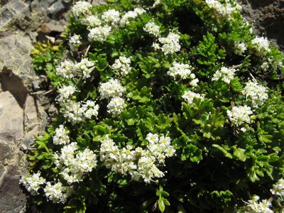 Gingidia decipiens, photographed by John Barkla