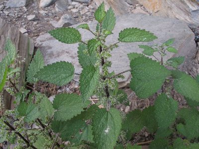 Urtica aspera, photographed by John Barkla