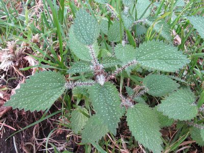 Urtica aspera, photographed by John Barkla