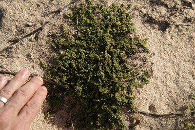 Euphorbia pergamena, photographed by Eric Knight