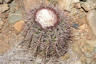 Melocactus macracanthos, photographed by Eric Knight