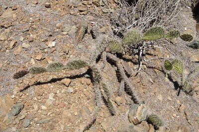 Opuntia caracassana, photographed by Eric Knight