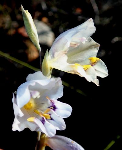 Gladiolus patersoniae, photographed by Di Turner