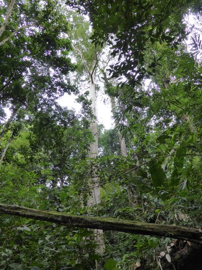 Koompassia excelsa, photographed by ml_ls