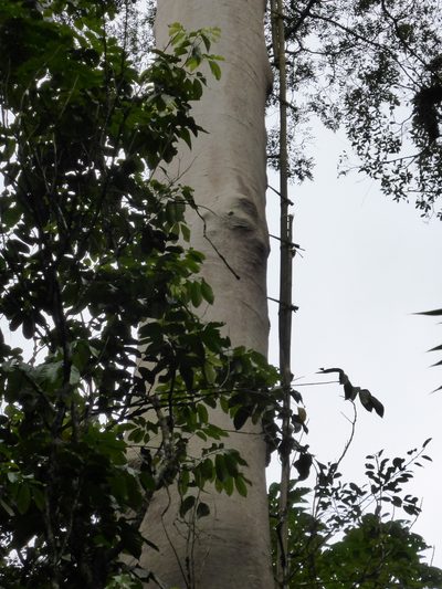Koompassia excelsa, photographed by ml_ls
