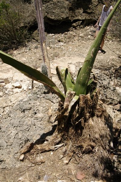 Agave karatto, photographed by Eric Knight