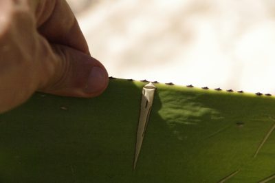 Agave karatto, photographed by Eric Knight