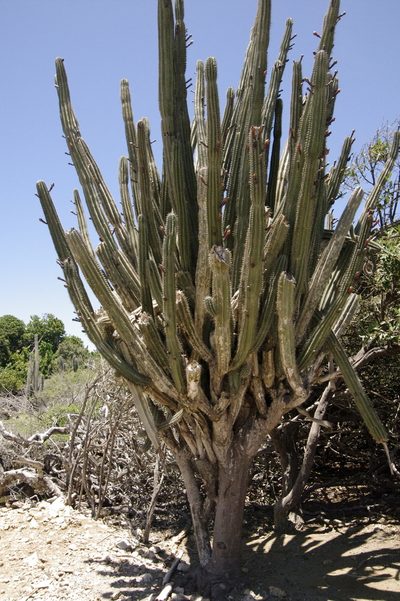 Cereus repandus, photographed by Eric Knight