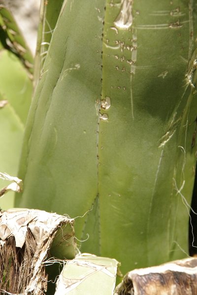 Agave karatto, photographed by Eric Knight